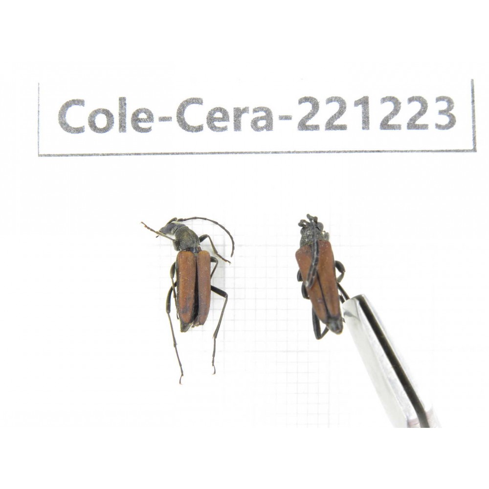 Cerambycidae sp. China, Heilongjiang, Mudanjiang. 2Pcs. Cole-Cera-221223.
