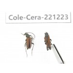 Cerambycidae sp. China, Heilongjiang, Mudanjiang. 2Pcs. Cole-Cera-221223.