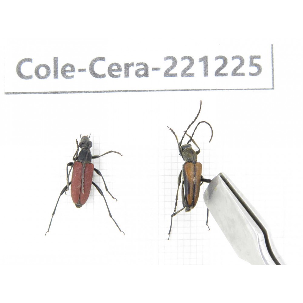 Cerambycidae sp. China, Heilongjiang, Mudanjiang. 2Pcs. Cole-Cera-221225.