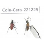 Cerambycidae sp. China, Heilongjiang, Mudanjiang. 2Pcs. Cole-Cera-221225.