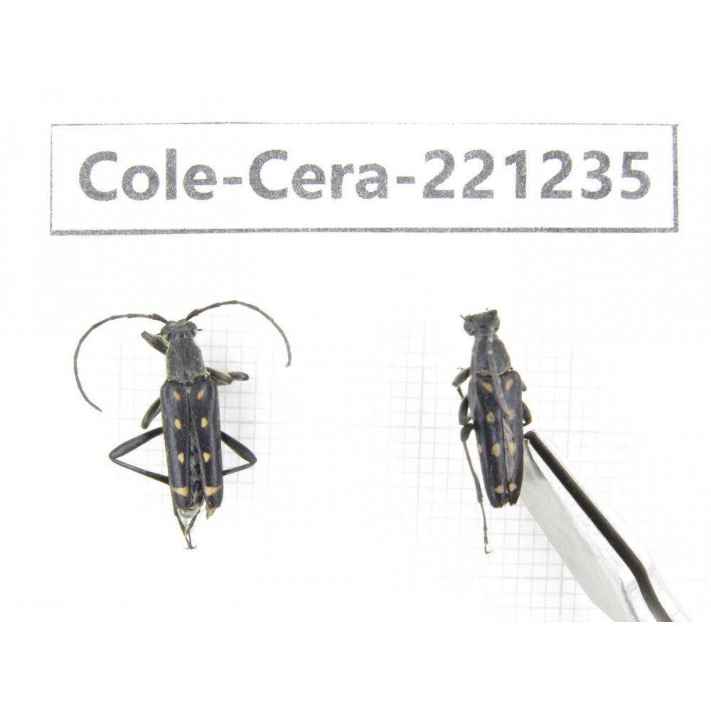 Cerambycidae sp. China, Heilongjiang, Mudanjiang. 2Pcs. Cole-Cera-221235.