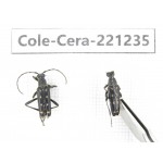 Cerambycidae sp. China, Heilongjiang, Mudanjiang. 2Pcs. Cole-Cera-221235.