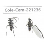 Cerambycidae sp. China, Heilongjiang, Mudanjiang. 2Pcs. Cole-Cera-221236.