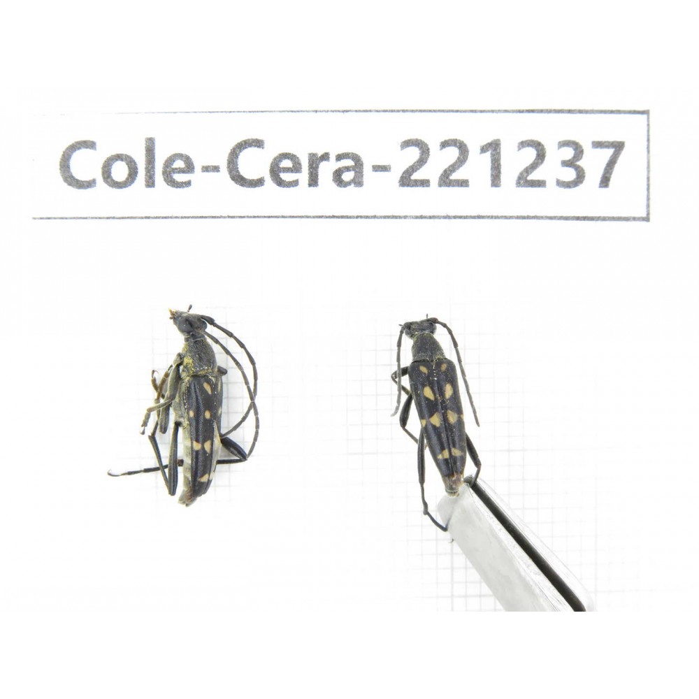 Cerambycidae sp. China, Heilongjiang, Mudanjiang. 2Pcs. Cole-Cera-221237.