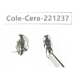Cerambycidae sp. China, Heilongjiang, Mudanjiang. 2Pcs. Cole-Cera-221237.