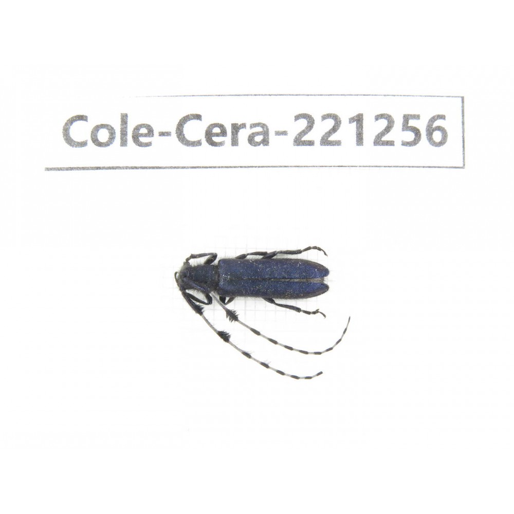 Cerambycidae sp. China, Heilongjiang, Mudanjiang. 1Pcs. Cole-Cera-221256.