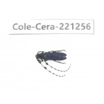Cerambycidae sp. China, Heilongjiang, Mudanjiang. 1Pcs. Cole-Cera-221256.