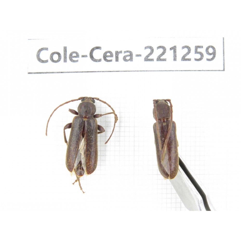 Cerambycidae sp. China, Heilongjiang, Mudanjiang. 2Pcs. Cole-Cera-221259.