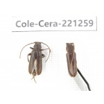 Cerambycidae sp. China, Heilongjiang, Mudanjiang. 2Pcs. Cole-Cera-221259.