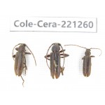Cerambycidae sp. China, Heilongjiang, Mudanjiang. 3Pcs. Cole-Cera-221260.