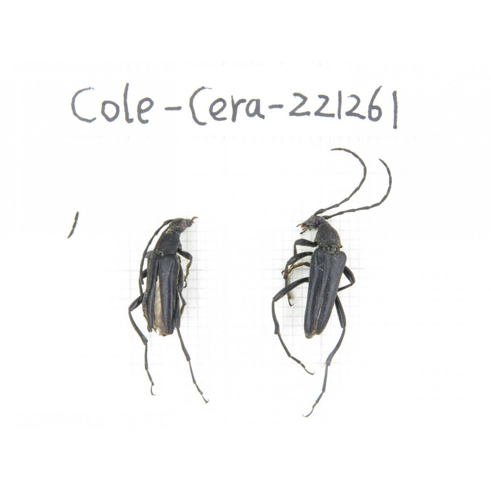Cerambycidae sp. China, Heilongjiang, Mudanjiang. 2Pcs. Cole-Cera-221261.