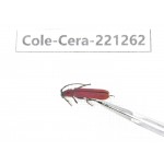 Cerambycidae sp. China, Heilongjiang, Mudanjiang. 1Pcs. Cole-Cera-221262.
