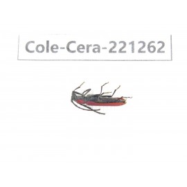 Cerambycidae sp. China, Heilongjiang, Mudanjiang. 1Pcs. Cole-Cera-221262.