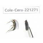 Cerambycidae sp. China, Heilongjiang, Mudanjiang. 2Pcs. Cole-Cera-221271.