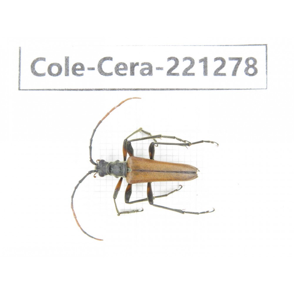 Cerambycidae sp. China, Heilongjiang, Mudanjiang. 1Pcs. Cole-Cera-221278.