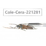 Cerambycidae sp. China, Heilongjiang, Mudanjiang. 1Pcs. Cole-Cera-221281.