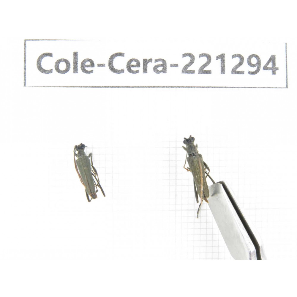 Cerambycidae sp. China, Heilongjiang, Mudanjiang. 2Pcs. Cole-Cera-221294.
