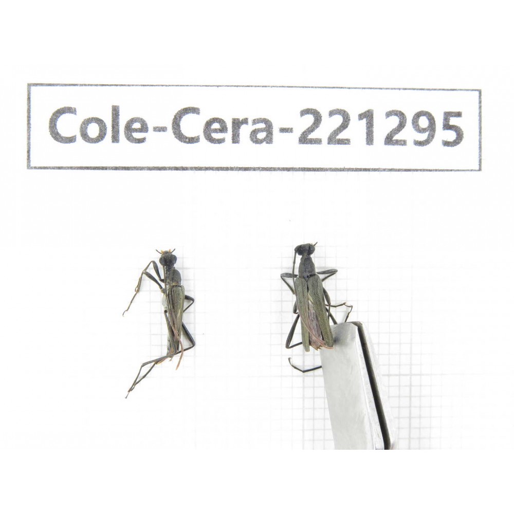 Cerambycidae sp. China, Heilongjiang, Mudanjiang. 2Pcs. Cole-Cera-221295.