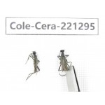 Cerambycidae sp. China, Heilongjiang, Mudanjiang. 2Pcs. Cole-Cera-221295.