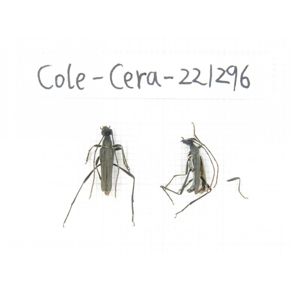 Cerambycidae sp. China, Heilongjiang, Mudanjiang. 2Pcs. Cole-Cera-221296.