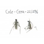 Cerambycidae sp. China, Heilongjiang, Mudanjiang. 2Pcs. Cole-Cera-221296.