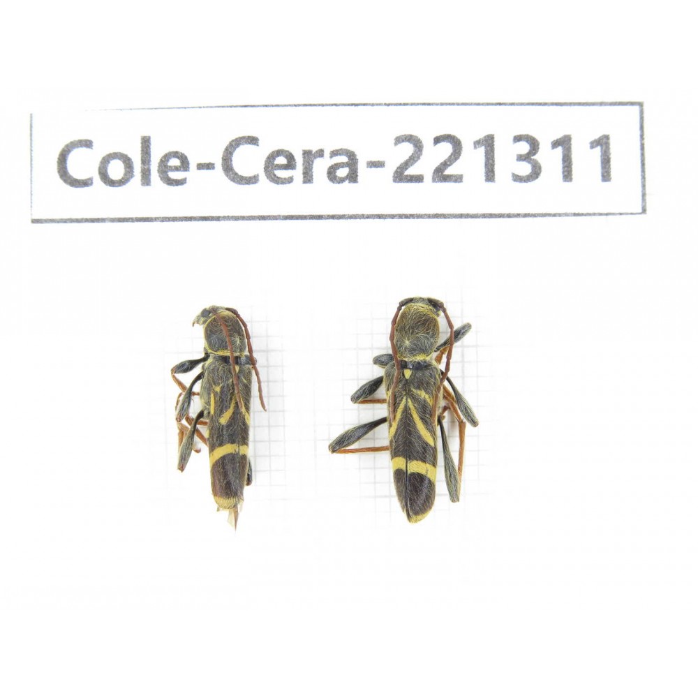 Cerambycidae sp. China, Heilongjiang, Mudanjiang. 2Pcs. Cole-Cera-221311.