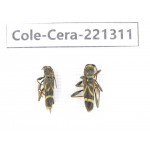 Cerambycidae sp. China, Heilongjiang, Mudanjiang. 2Pcs. Cole-Cera-221311.