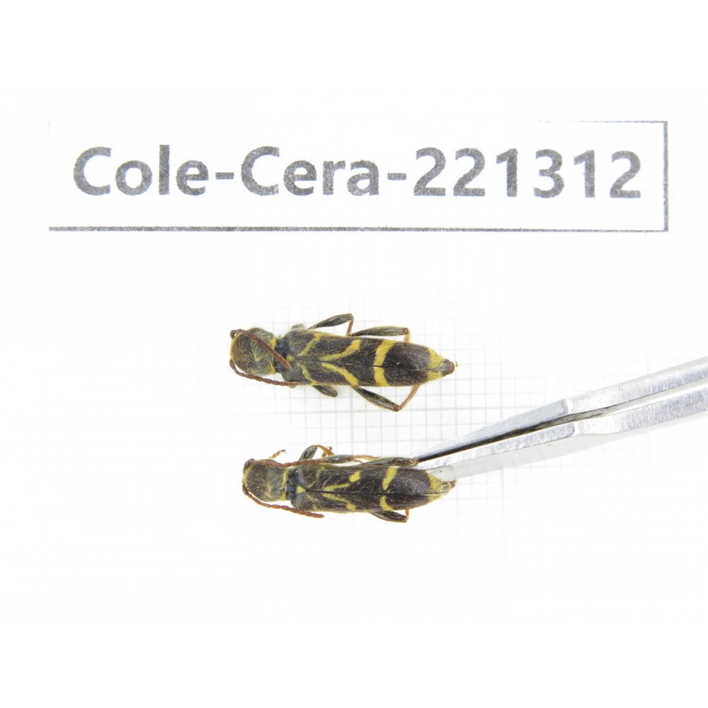 Cerambycidae sp. China, Heilongjiang, Mudanjiang. 2Pcs. Cole-Cera-221312.