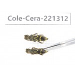 Cerambycidae sp. China, Heilongjiang, Mudanjiang. 2Pcs. Cole-Cera-221312.