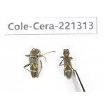 Cerambycidae sp. China, Heilongjiang, Mudanjiang. 2Pcs. Cole-Cera-221313.