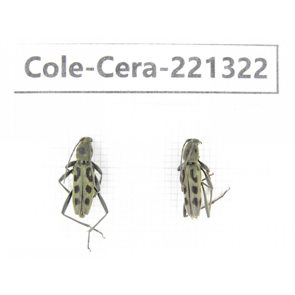 Cerambycidae sp. China, Heilongjiang, Mudanjiang. 2Pcs. Cole-Cera-221322.