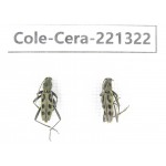 Cerambycidae sp. China, Heilongjiang, Mudanjiang. 2Pcs. Cole-Cera-221322.