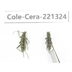 Cerambycidae sp. China, Heilongjiang, Mudanjiang. 2Pcs. Cole-Cera-221324.
