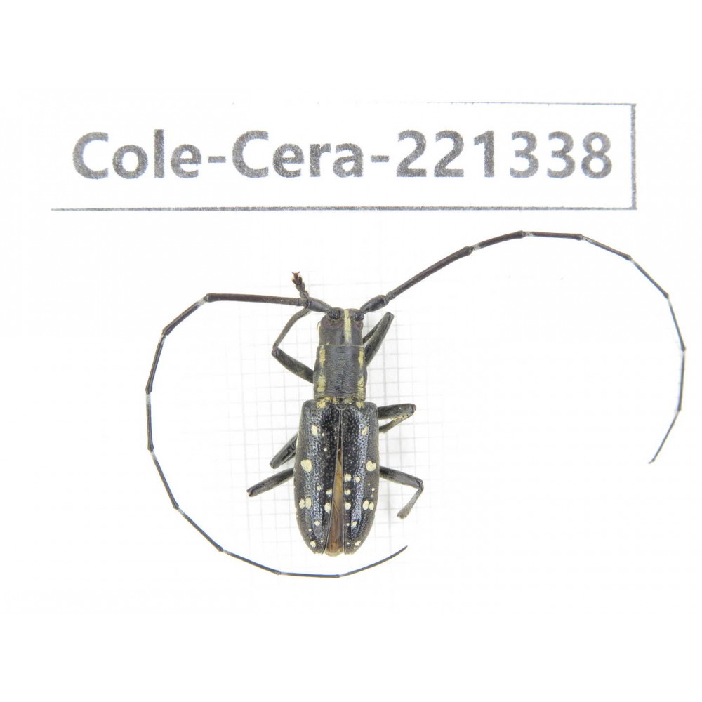 Cerambycidae sp. China, Heilongjiang, Mudanjiang. 1Pcs. Cole-Cera-221338.