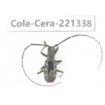 Cerambycidae sp. China, Heilongjiang, Mudanjiang. 1Pcs. Cole-Cera-221338.