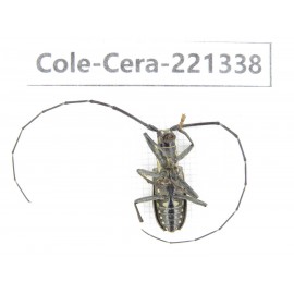 Cerambycidae sp. China, Heilongjiang, Mudanjiang. 1Pcs. Cole-Cera-221338.