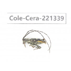 Cerambycidae sp. China, Heilongjiang, Mudanjiang. 1Pcs. Cole-Cera-221339.