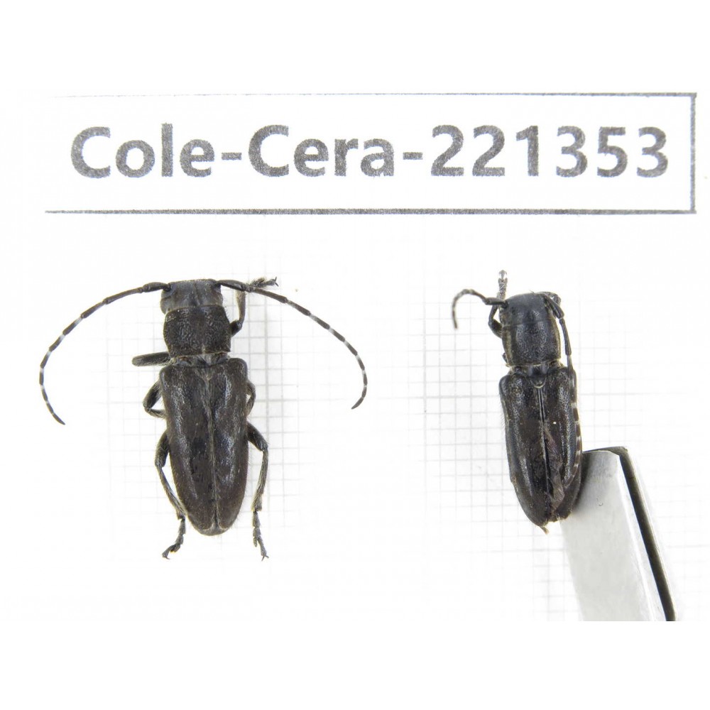 Cerambycidae sp. China, Heilongjiang, Mudanjiang. 2Pcs. Cole-Cera-221353.