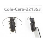 Cerambycidae sp. China, Heilongjiang, Mudanjiang. 2Pcs. Cole-Cera-221353.