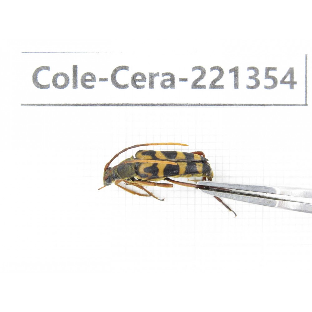 Cerambycidae sp. China, Heilongjiang, Mudanjiang. 1Pcs. Cole-Cera-221354.
