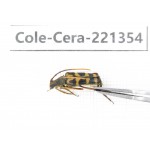 Cerambycidae sp. China, Heilongjiang, Mudanjiang. 1Pcs. Cole-Cera-221354.