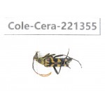 Cerambycidae sp. China, Heilongjiang, Mudanjiang. 1Pcs. Cole-Cera-221355.