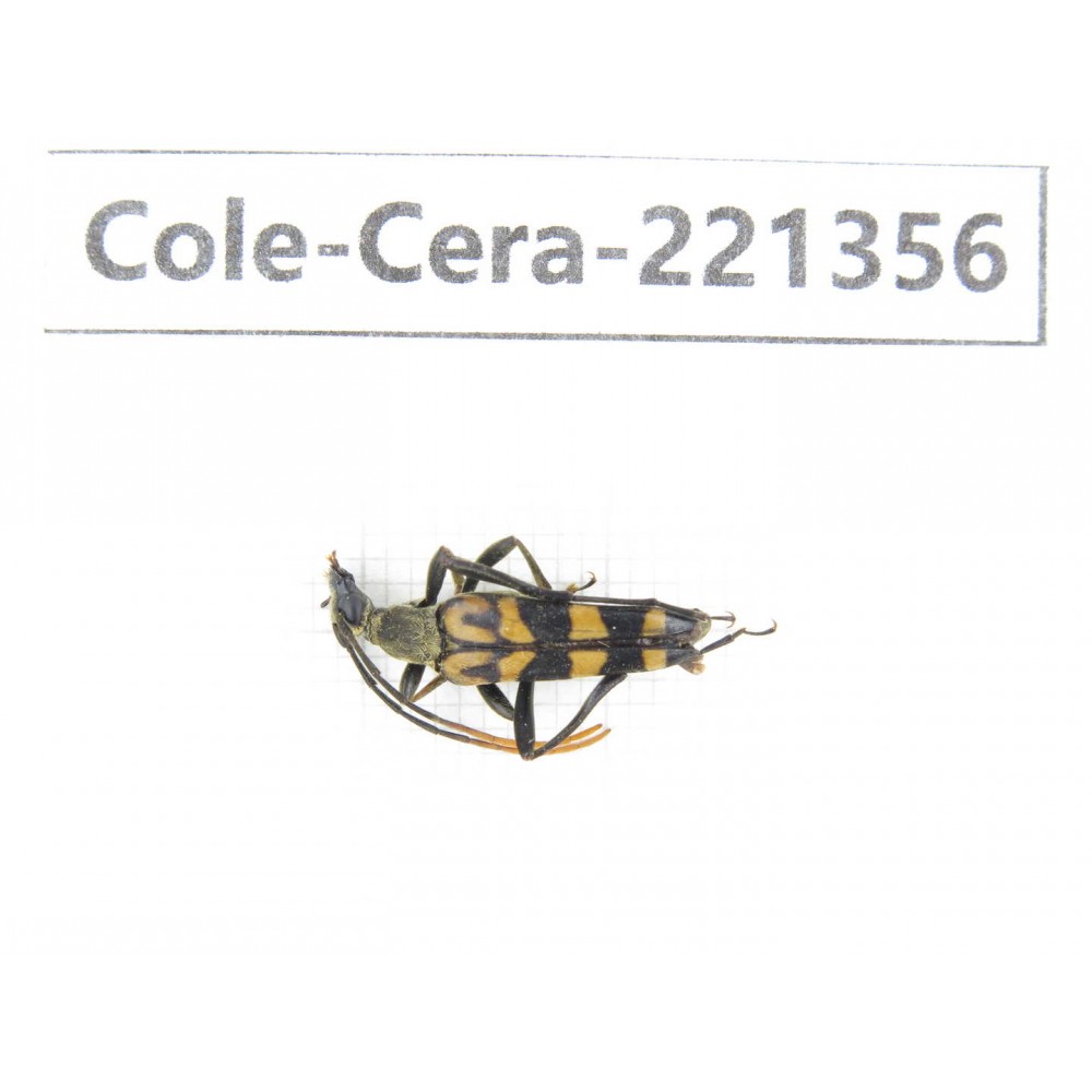 Cerambycidae sp. China, Heilongjiang, Mudanjiang. 1Pcs. Cole-Cera-221356.