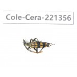 Cerambycidae sp. China, Heilongjiang, Mudanjiang. 1Pcs. Cole-Cera-221356.