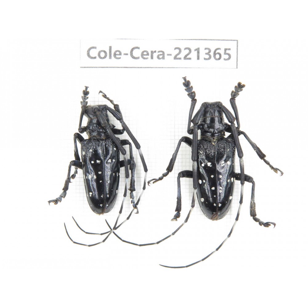 Cerambycidae sp. China, Sichuan, Ganzi, Baoxing county.2Pcs. Cole-Cera-221365.