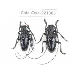 Cerambycidae sp. China, Sichuan, Ganzi, Baoxing county.2Pcs. Cole-Cera-221365.