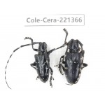 Cerambycidae sp. China, Sichuan, Ganzi, Baoxing county.2Pcs. Cole-Cera-221366.