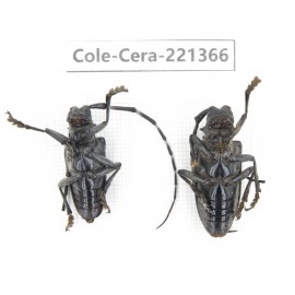 Cerambycidae sp. China, Sichuan, Ganzi, Baoxing county.2Pcs. Cole-Cera-221366.