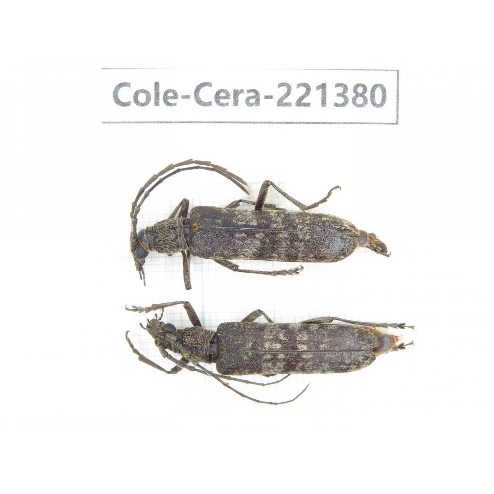 Cerambycidae sp. China, Yunnan, Xiangerila, S of Weixi county. 2Pcs. Cole-Cera-221380.