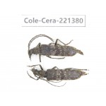 Cerambycidae sp. China, Yunnan, Xiangerila, S of Weixi county. 2Pcs. Cole-Cera-221380.